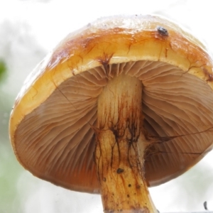 Cortinarius sinapicolor at Namadgi National Park - 10 Jun 2016