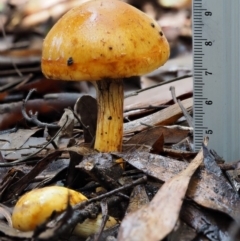 Cortinarius sinapicolor at Namadgi National Park - 10 Jun 2016