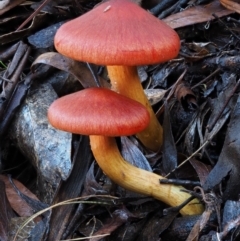 Dermocybe sp. (Dermocybe) at Cotter River, ACT - 10 Jun 2016 by KenT