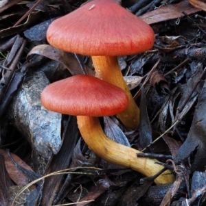 Dermocybe sp. at Cotter River, ACT - 10 Jun 2016 12:35 PM