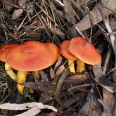 Dermocybe sp. at Cotter River, ACT - 10 Jun 2016 12:35 PM