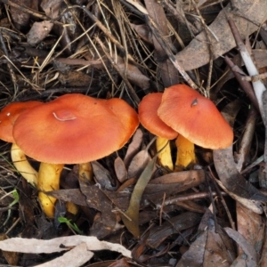 Dermocybe sp. at Cotter River, ACT - 10 Jun 2016