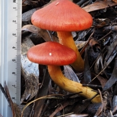 Dermocybe sp. at Cotter River, ACT - 10 Jun 2016 12:35 PM