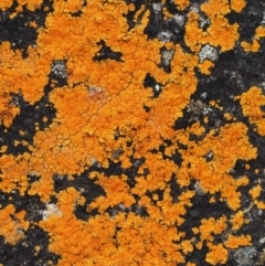 Caloplaca sp. (Firedot Lichen) at Black Mountain - 10 Jul 2016 by KenT