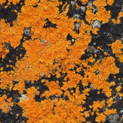 Caloplaca sp. (Firedot Lichen) at Black Mountain - 10 Jul 2016 by KenT
