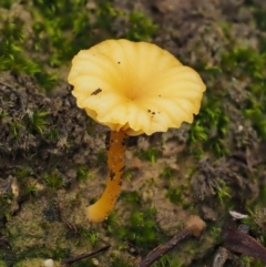 Lichenomphalia chromacea (Yellow Navel) at Black Mountain - 10 Jul 2016 by KenT