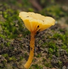 Lichenomphalia chromacea at Acton, ACT - 10 Jul 2016