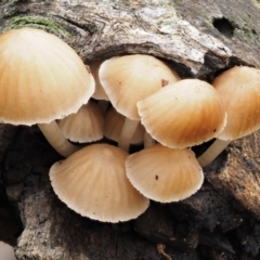 Mycena sp. (genus) (Mycena) at Acton, ACT - 10 Jul 2016 by KenT