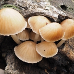 Mycena sp. at Acton, ACT - 10 Jul 2016 02:50 PM