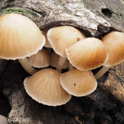 Mycena sp. (Mycena) at Black Mountain - 10 Jul 2016 by KenT