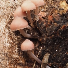 Mycena sp. (Mycena) at Acton, ACT - 10 Jul 2016 by KenT