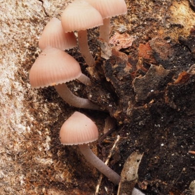 Mycena sp. (Mycena) at Black Mountain - 10 Jul 2016 by KenT