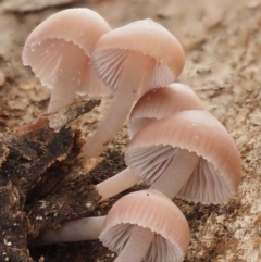 Mycena sp. at Acton, ACT - 10 Jul 2016