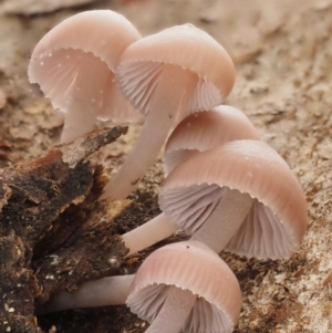 Mycena sp. at Acton, ACT - 10 Jul 2016