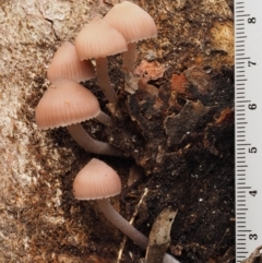 Mycena sp. at Acton, ACT - 10 Jul 2016