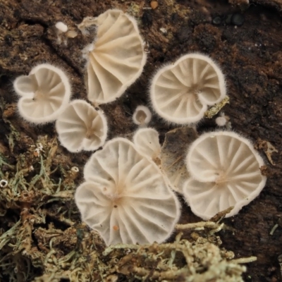 zz Agaric (stemless) at Acton, ACT - 10 Jul 2016 by KenT