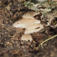 zz Agaric (stemless) at Acton, ACT - 10 Jul 2016