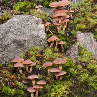 Laccaria sp. (Laccaria) at Black Mountain - 10 Jul 2016 by KenT