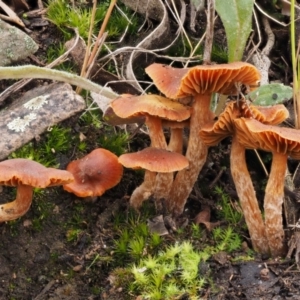 Laccaria sp. at Acton, ACT - 10 Jul 2016