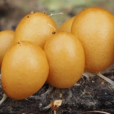 Leocarpus fragilis (Egg-shell Slime Mould) at Acton, ACT - 10 Jul 2016 by KenT