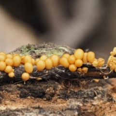 Leocarpus fragilis at Acton, ACT - 10 Jul 2016 02:46 PM