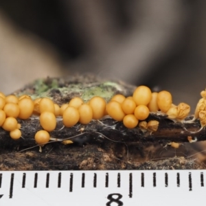 Leocarpus fragilis at Acton, ACT - 10 Jul 2016