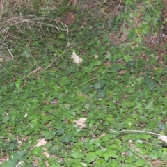 Hedera helix at Yarralumla, ACT - 24 Mar 2016