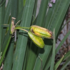 Iris pseudacorus (Yellow Flag) at Lake Burley Griffin West - 24 Mar 2016 by michaelb