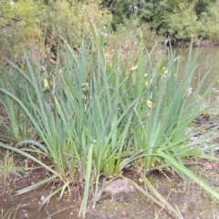 Iris pseudacorus at Yarralumla, ACT - 24 Mar 2016 06:56 PM