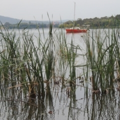 Typha domingensis (Bullrush) at Lake Burley Griffin West - 24 Mar 2016 by michaelb