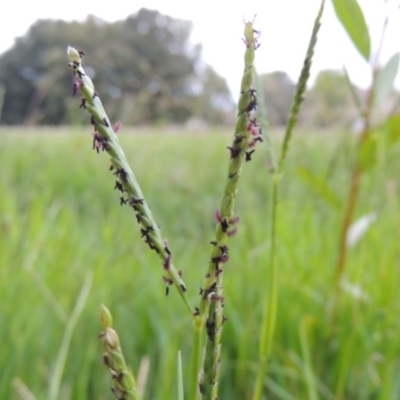 Paspalum distichum (Water Couch) at Yarralumla, ACT - 24 Mar 2016 by MichaelBedingfield