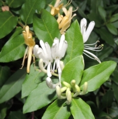 Lonicera japonica (Japanese Honeysuckle) at Yarralumla, ACT - 24 Mar 2016 by MichaelBedingfield