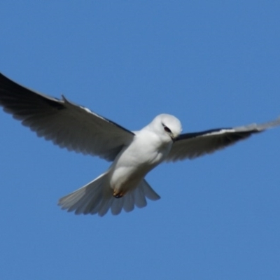 Elanus axillaris (Black-shouldered Kite) at Fyshwick, ACT - 13 Jul 2016 by roymcd