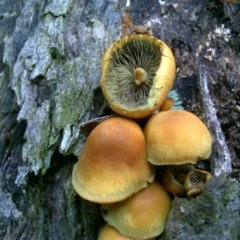 Hypholoma fasciculare (Hypholoma fasciculare) at Isaacs, ACT - 8 Jul 2016 by Mike