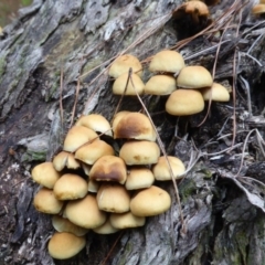 Hypholoma fasciculare at Isaacs Ridge - 8 Jul 2016 04:09 PM