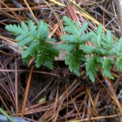 Cheilanthes austrotenuifolia (Rock Fern) at Isaacs Ridge and Nearby - 8 Jul 2016 by Mike