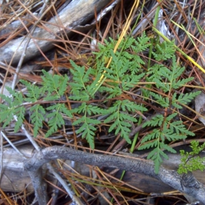 Cheilanthes austrotenuifolia (Rock Fern) at Isaacs Ridge and Nearby - 8 Jul 2016 by Mike