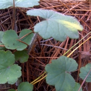 Hydrocotyle laxiflora at Isaacs, ACT - 8 Jul 2016