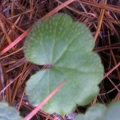 Hydrocotyle laxiflora at Isaacs, ACT - 8 Jul 2016 02:25 PM