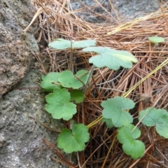 Hydrocotyle laxiflora at Isaacs, ACT - 8 Jul 2016 02:25 PM