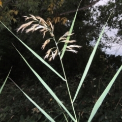 Phragmites australis (Common Reed) at Yarralumla, ACT - 24 Mar 2016 by MichaelBedingfield