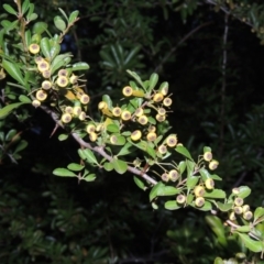 Pyracantha fortuneana (Firethorn) at Yarralumla, ACT - 24 Mar 2016 by michaelb