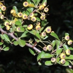 Pyracantha fortuneana at Yarralumla, ACT - 24 Mar 2016