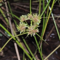 Cyperus eragrostis (Umbrella Sedge) at Yarralumla, ACT - 24 Mar 2016 by MichaelBedingfield