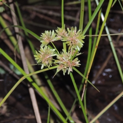 Cyperus eragrostis (Umbrella Sedge) at Lake Burley Griffin West - 24 Mar 2016 by michaelb