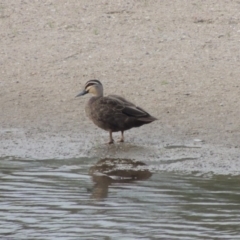 Anas superciliosa (Pacific Black Duck) at Tharwa Bridge - 6 Apr 2016 by MichaelBedingfield