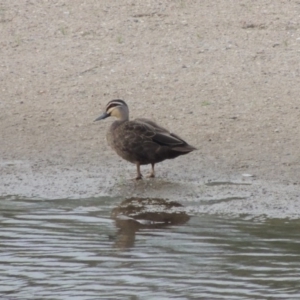 Anas superciliosa at Tharwa Bridge - 6 Apr 2016 06:27 PM