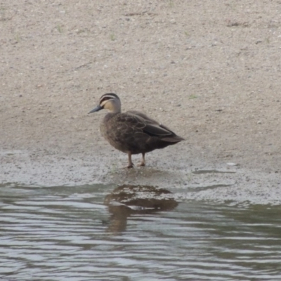 Anas superciliosa (Pacific Black Duck) at Tharwa Bridge - 6 Apr 2016 by MichaelBedingfield