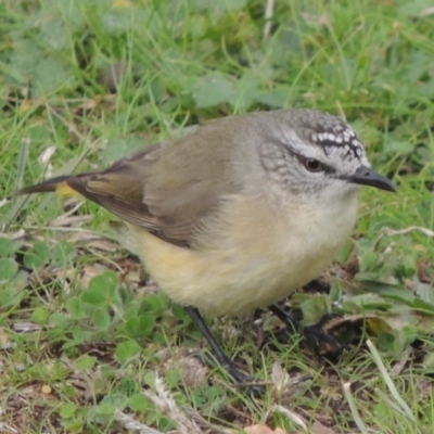 Acanthiza chrysorrhoa (Yellow-rumped Thornbill) at Point Hut Pond - 10 Jul 2016 by michaelb