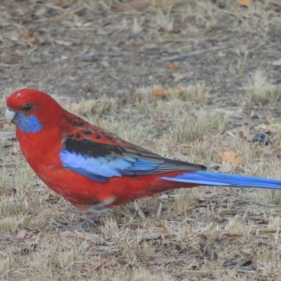 Platycercus elegans (Crimson Rosella) at Gordon, ACT - 4 May 2016 by MichaelBedingfield